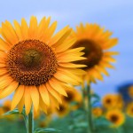 夏季お盆期間中のお問い合わせについて